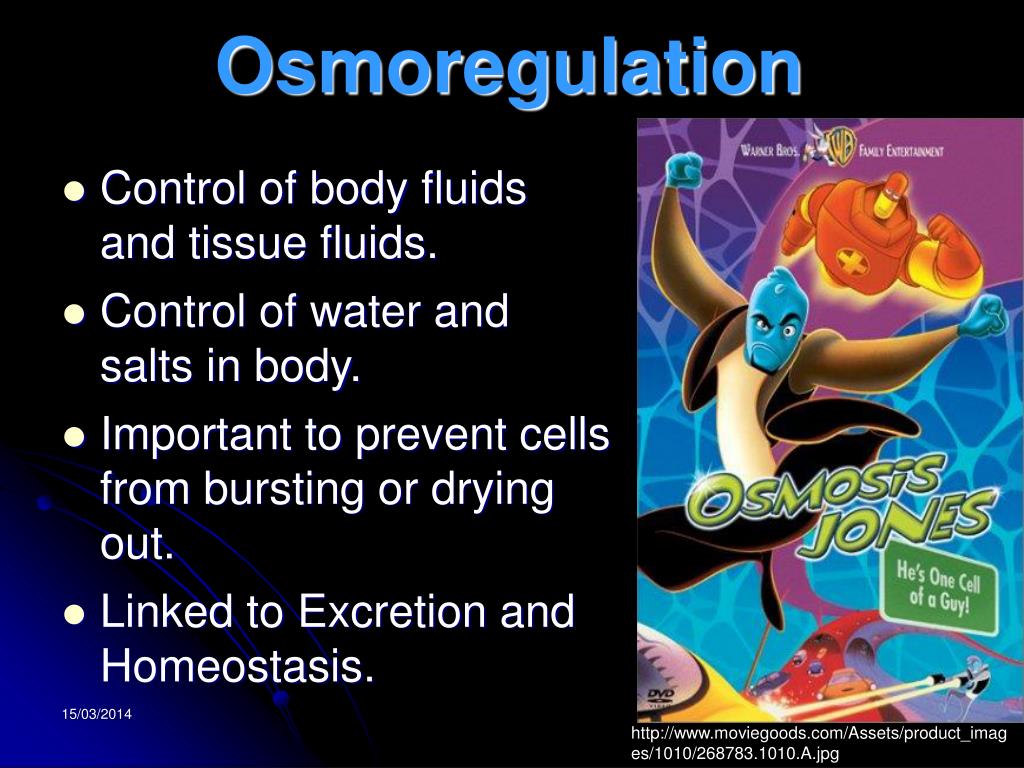 PPT OSMOREGULATION PowerPoint Presentation, free download ID496034