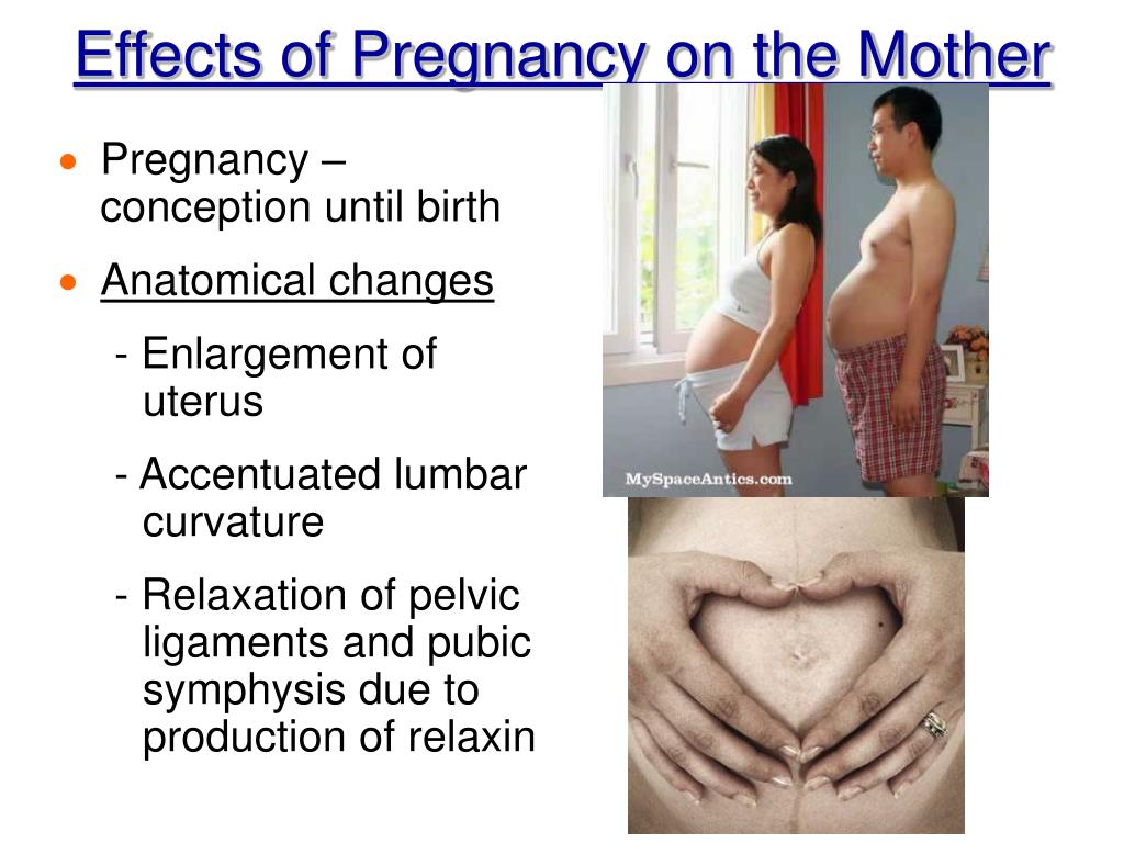 PPT Chapter 16 Pregnancy & Development PowerPoint Presentation ID