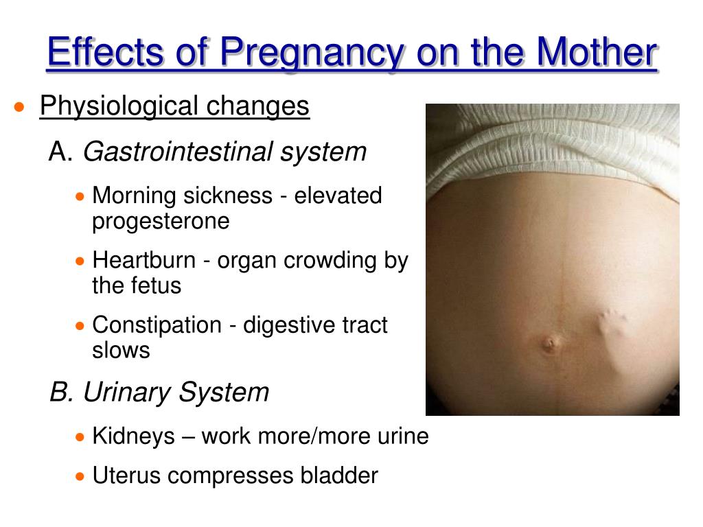 PPT Chapter 16 Pregnancy & Development PowerPoint Presentation ID