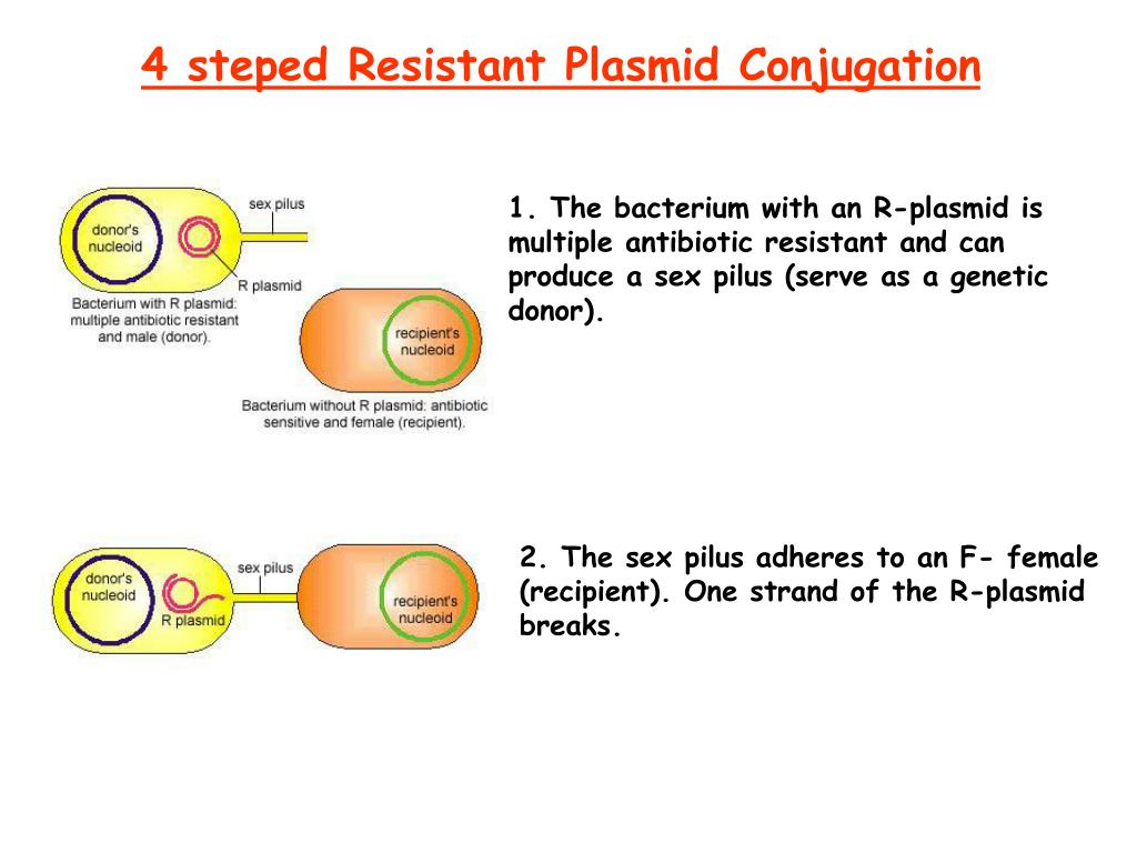 PPT Transfer & In Bacteria