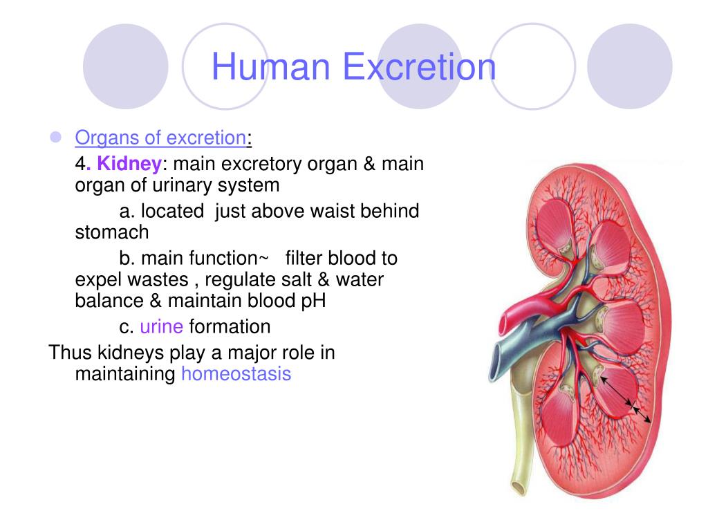 PPT CHAPTER 25 Control of the Internal Environment