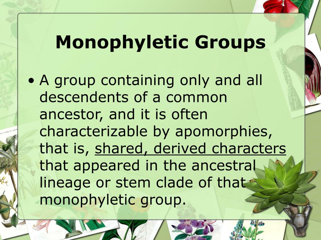 PPT Survey of the vascular plants PowerPoint Presentation, free