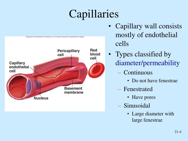 PPT Peripheral Circulation and Regulation PowerPoint Presentation