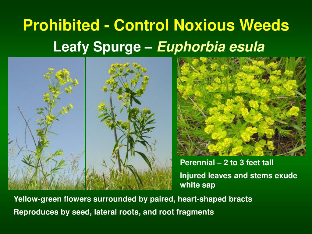 PPT The Minnesota Noxious Weed Lists By Category PowerPoint