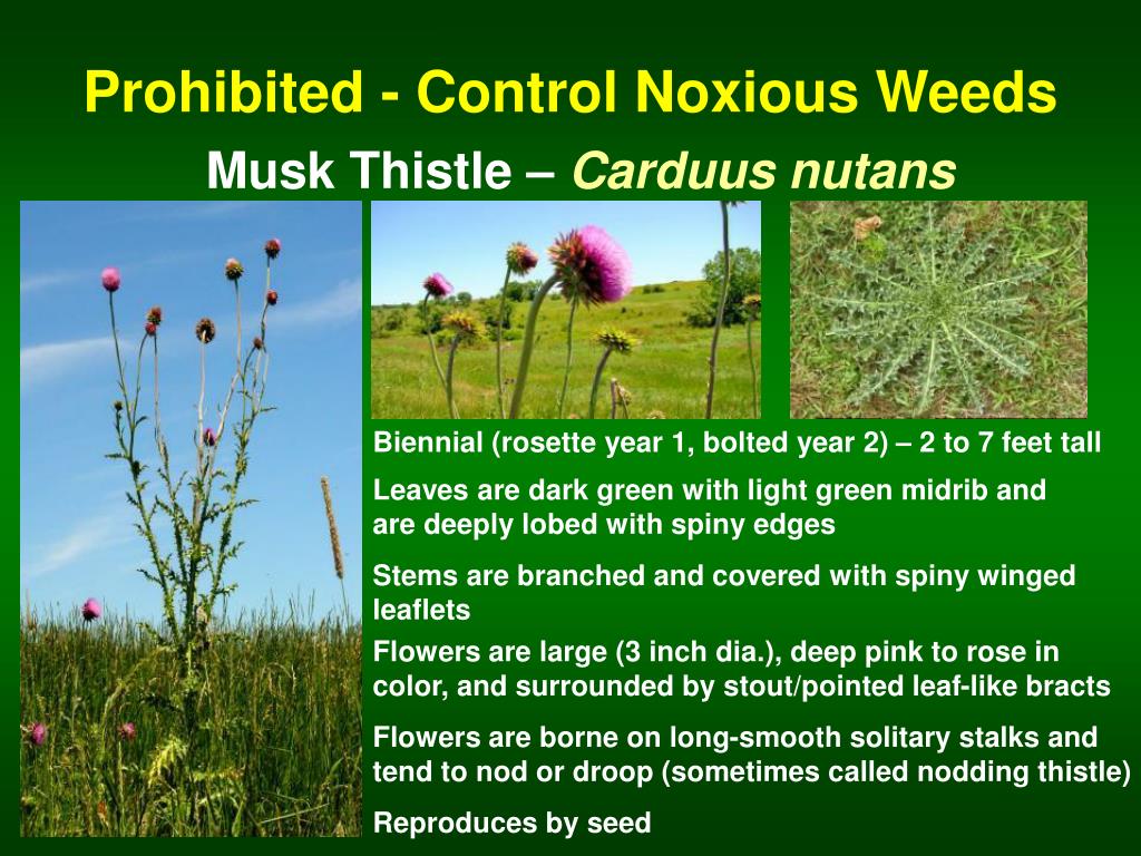 PPT The Minnesota Noxious Weed Lists By Category PowerPoint