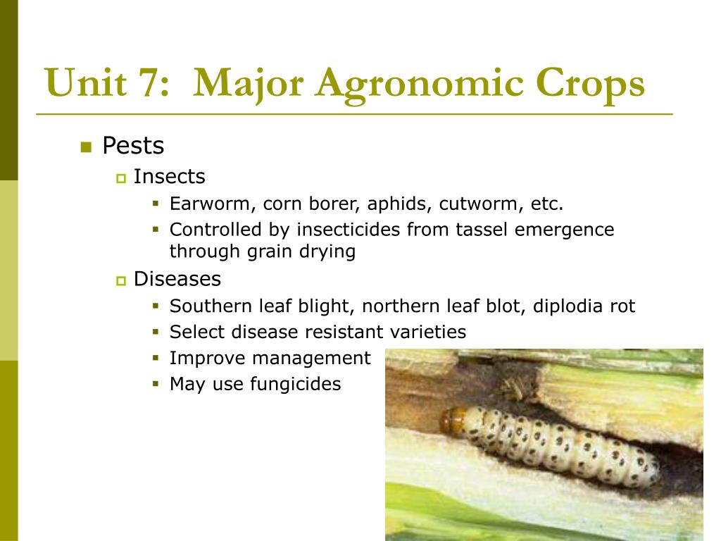 PPT Unit 7 Major Agronomic Crops PowerPoint Presentation, free