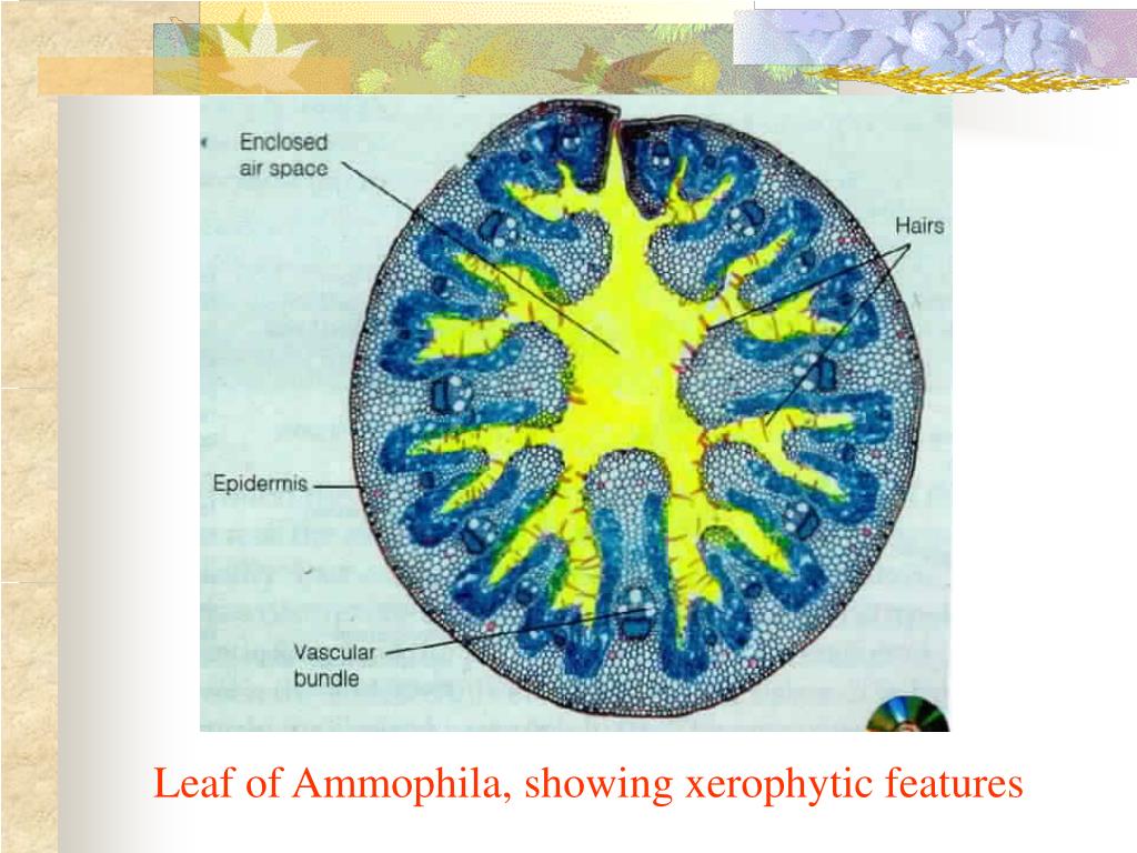 PPT Leaf of Ammophila, showing xerophytic features PowerPoint