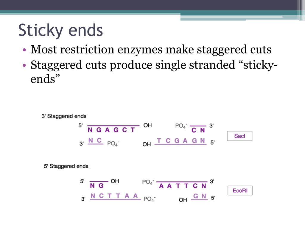 PPT Restriction Enzyme Digestion PowerPoint Presentation, free