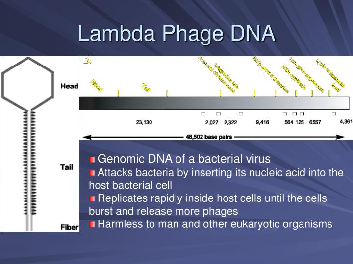 PPT Restriction Digestion and Analysis of Lambda DNA Kit PowerPoint