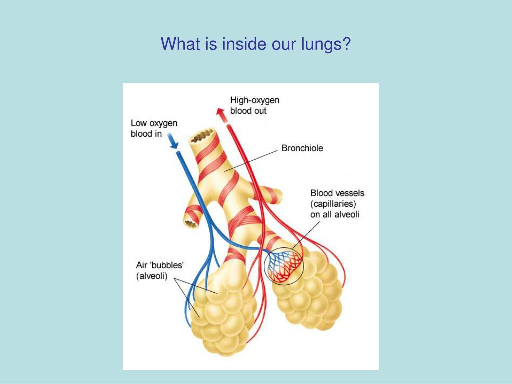 PPT Why do we breathe? PowerPoint Presentation, free download ID514257