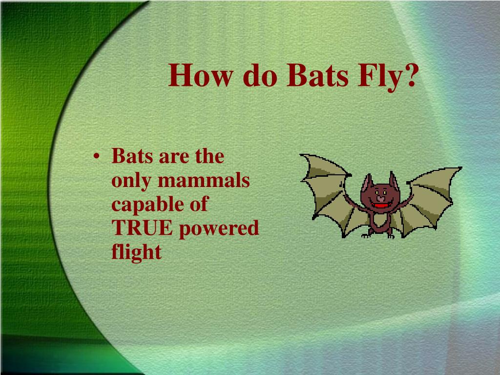 PPT An Introduction to Bats PowerPoint Presentation, free download