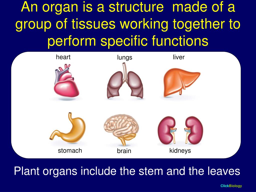 PPT Cambridge IGCSE Biology Extended Level PowerPoint Presentation
