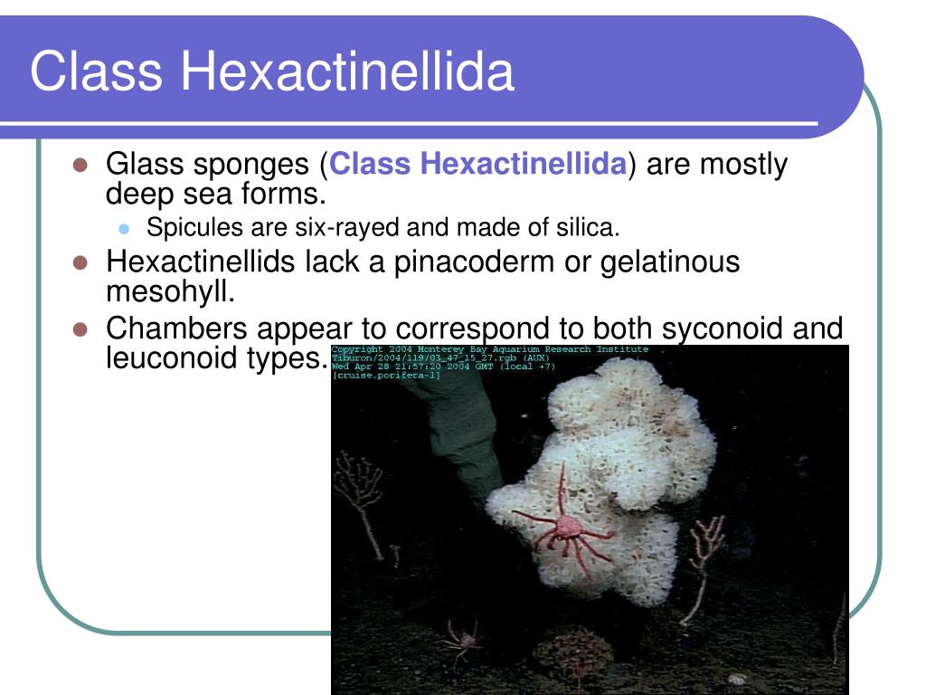 PPT Sponges and Placozoans PowerPoint Presentation ID521030