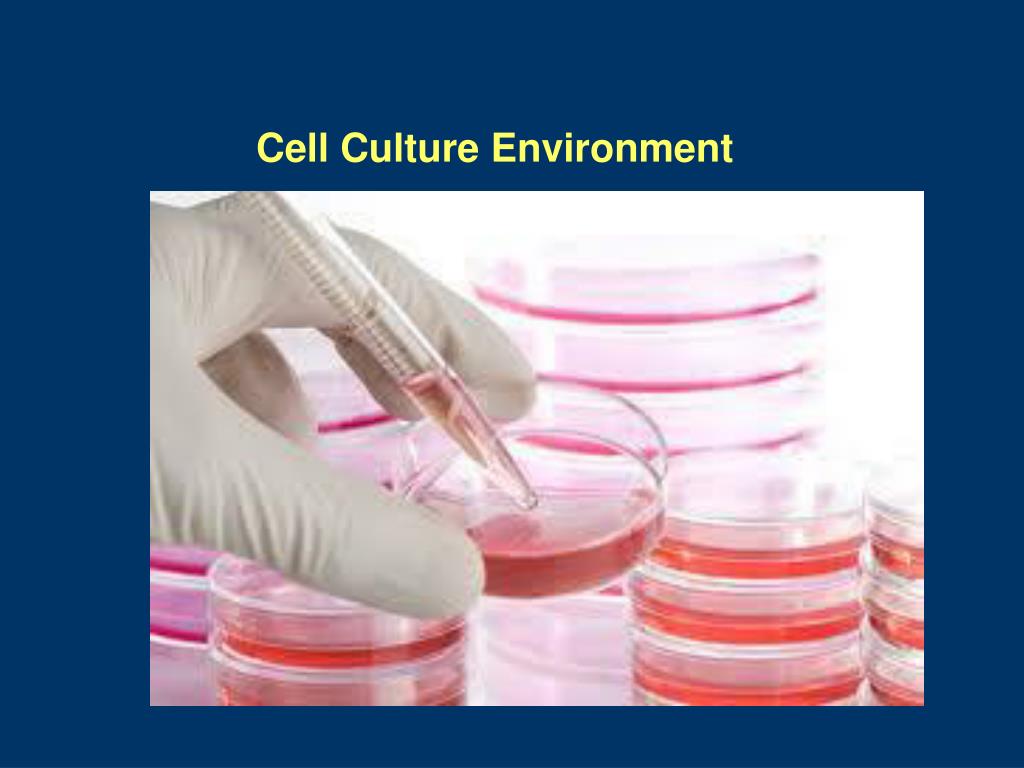 PPT Cell Culture Environment PowerPoint Presentation, free download