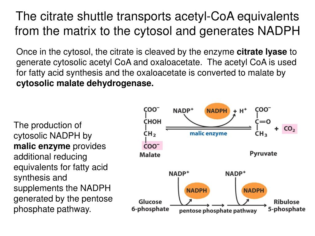 PPT Lipid Metabolism 2 AcetylCoA carboxylase, fatty acid synthase