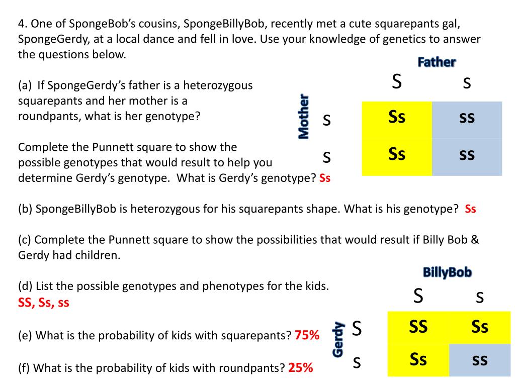 Spongebob Genetics Answer Key 3 - Bikini Bottom Genetics Review Youtube