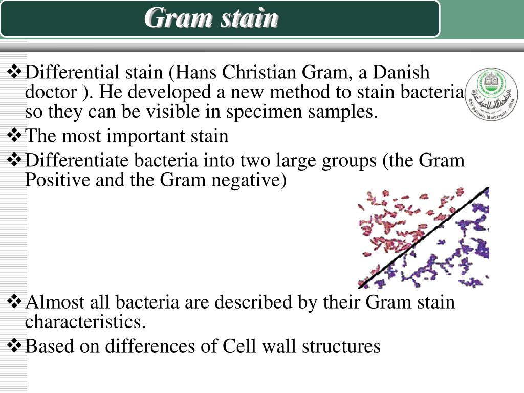 PPT Bacterial Stains PowerPoint Presentation, free download ID525569