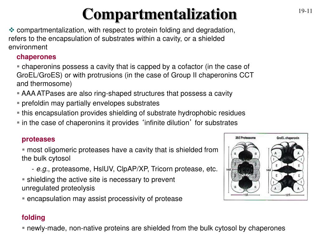 PPT Proteasome & other proteases PowerPoint Presentation, free download ID526391