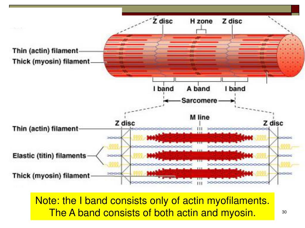 It Band Muscle Attachments at Melanie Clary blog
