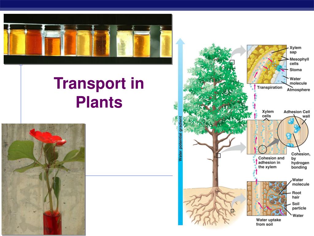 PPT Transport in Plants PowerPoint Presentation, free download ID