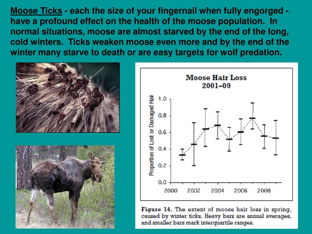 PPT The Wolves and Moose of Isle Royale PowerPoint Presentation, free download ID528464