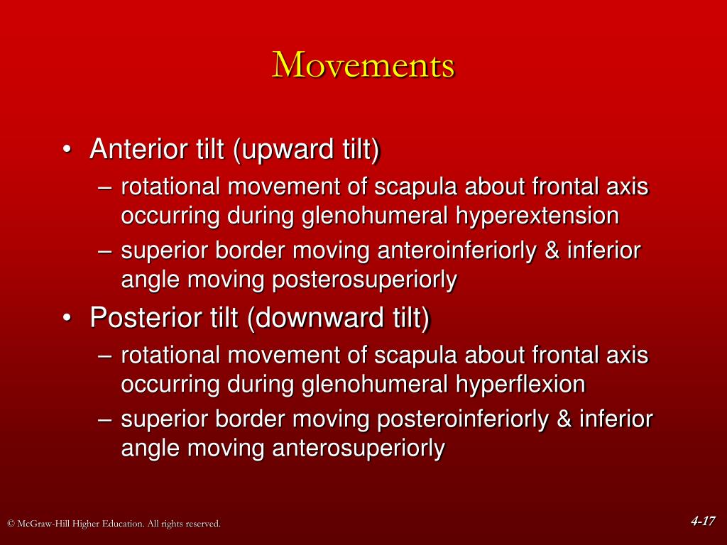 PPT Chapter 4 The Shoulder Girdle PowerPoint Presentation, free download ID532065