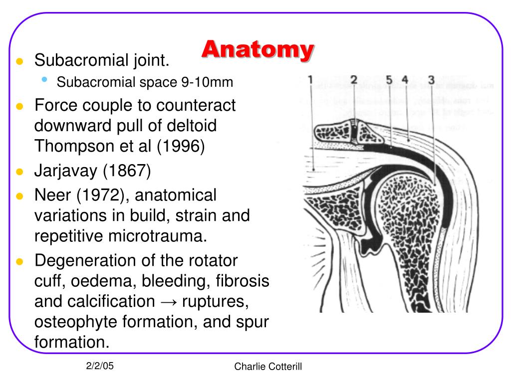 PPT Differential Diagnosis of Shoulder Impingement PowerPoint