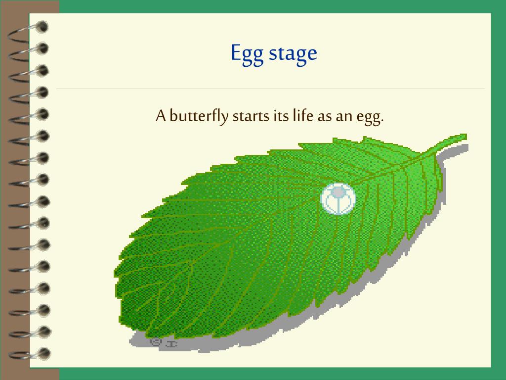 PPT The Caterpillar and the Butterfly PowerPoint Presentation, free