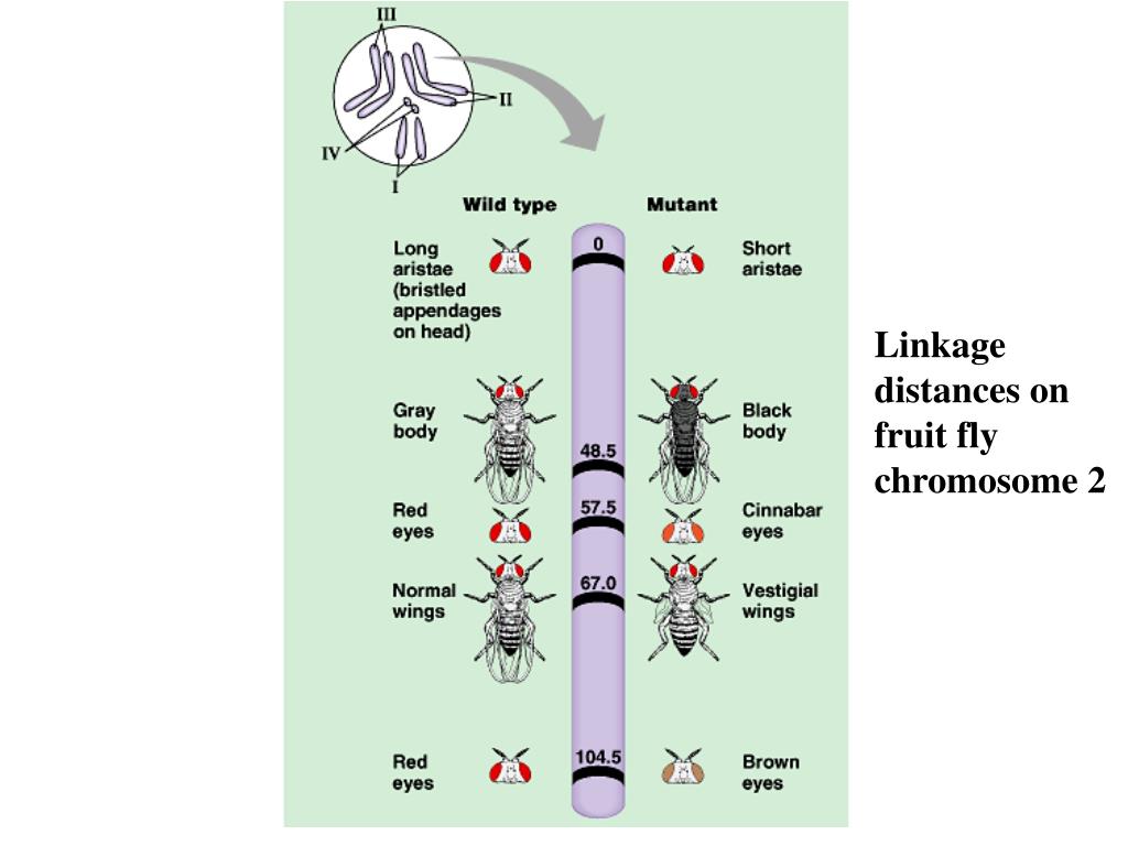 PPT Chromosomes and Inheritance PowerPoint Presentation, free