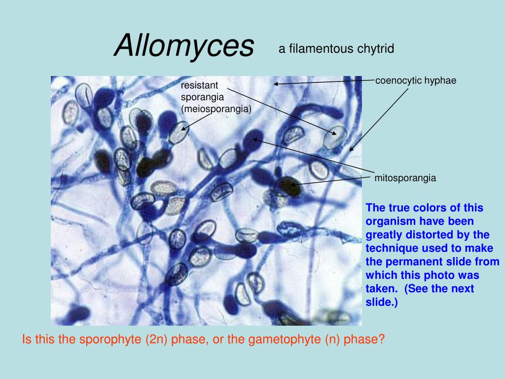 PPT Water Molds and Simple Fungi Oomycota, Chytridiomycota