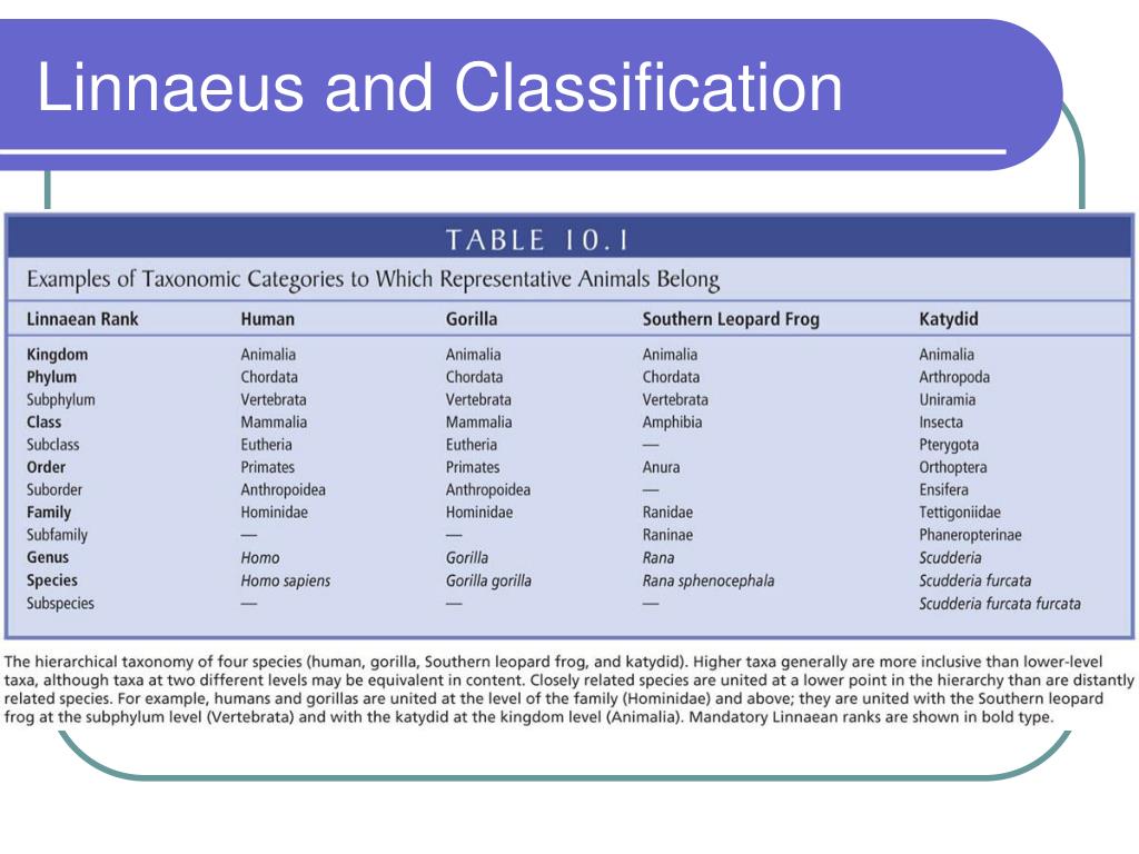 PPT Phylogeny and Systematics PowerPoint Presentation ID542640