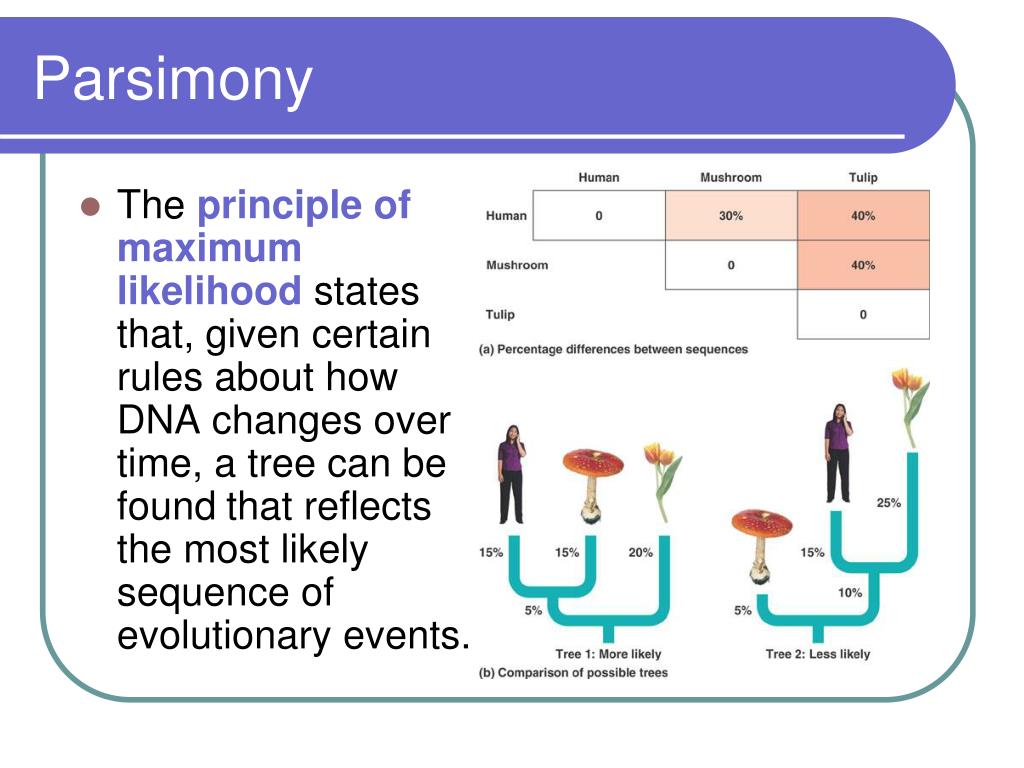 PPT Phylogeny and Systematics PowerPoint Presentation