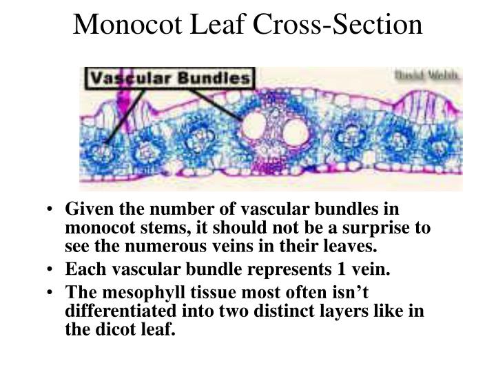 PPT Leaves Classification, Structure and Function PowerPoint