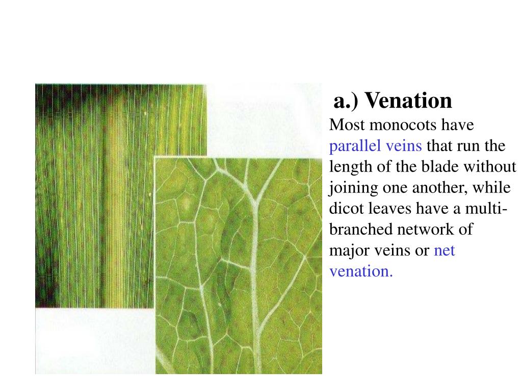 PPT Leaves Classification, Structure and Function PowerPoint