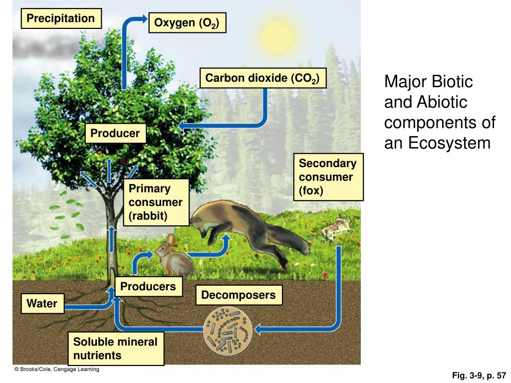 PPT Ecosystems What Are They and How Do They Work? PowerPoint