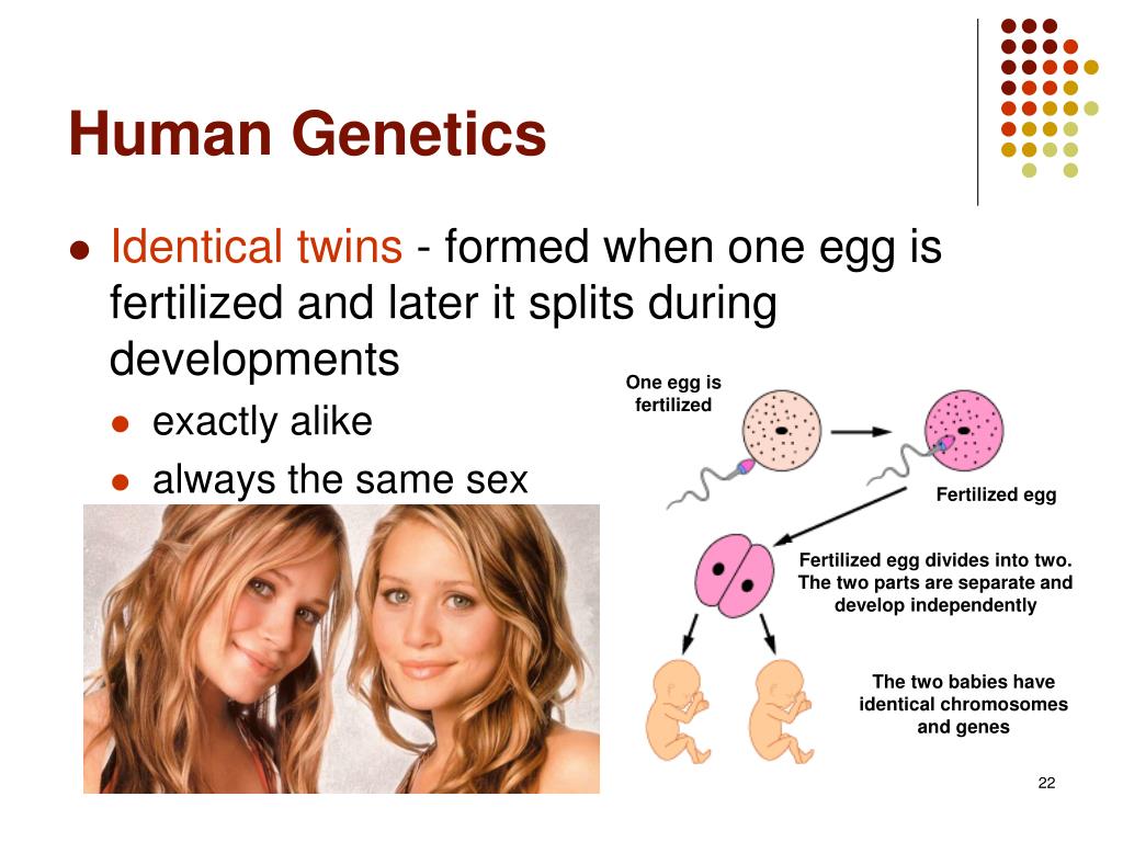 PPT Chromosome Theory and Human PowerPoint Presentation