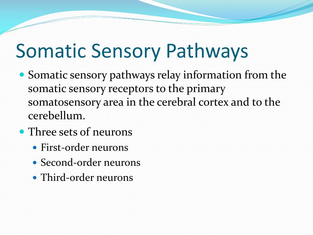 PPT Sensory, Motor, and Integrative Systems PowerPoint Presentation