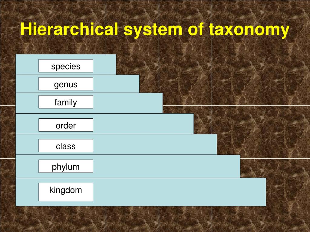 PPT Unit 1, Lesson 4 Livestock in the Animal Kingdom Taxonomy