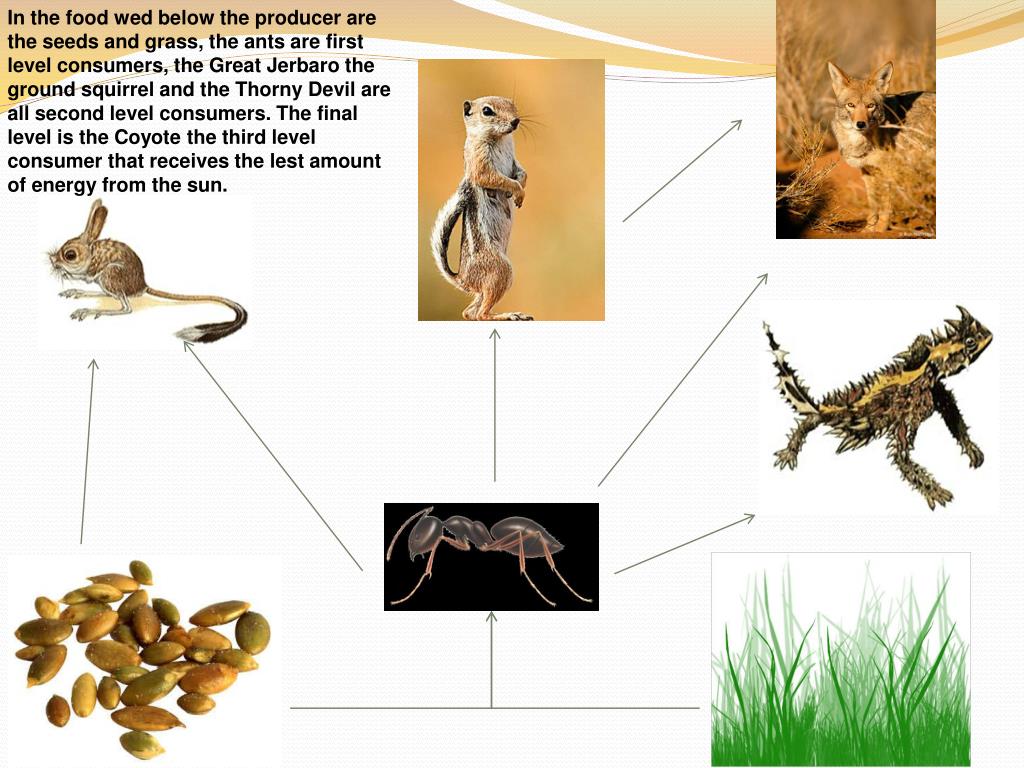 PPT Animals in the D esert Biome PowerPoint Presentation ID545922