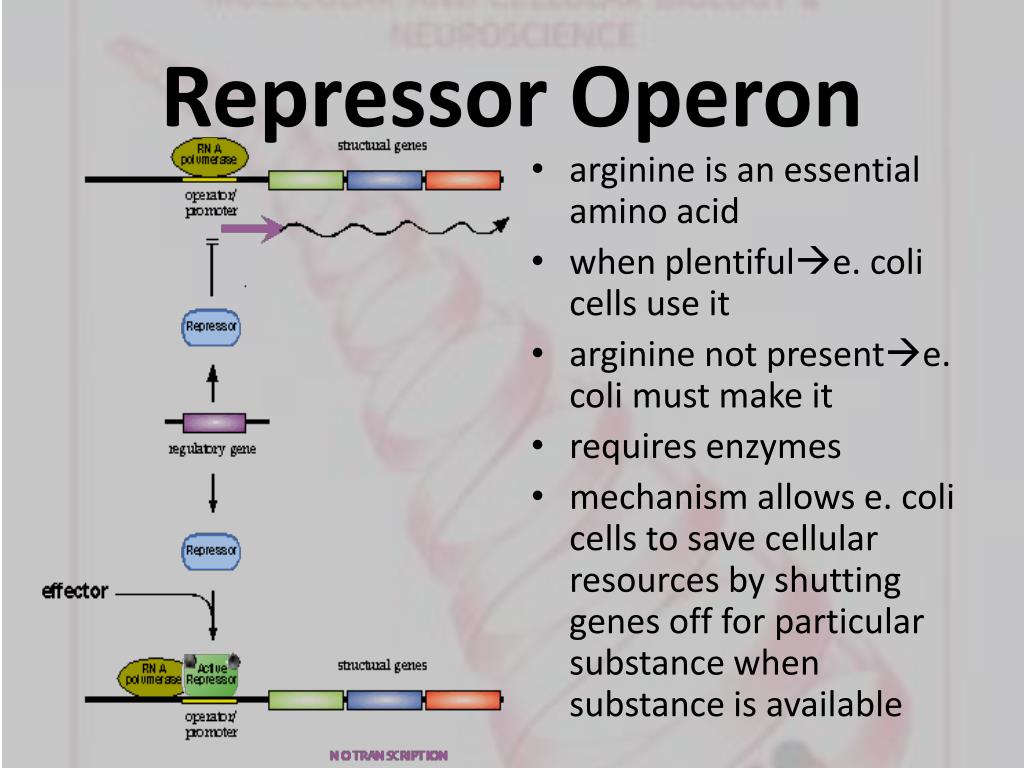 PPT REGULATION of GENE EXPRESSION PowerPoint Presentation ID548011