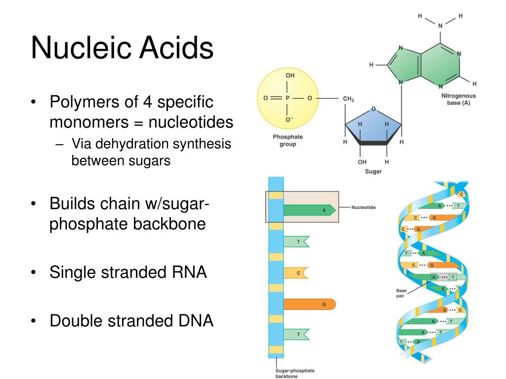 PPT Molecular Biology expanding on macromolecules, DNA, RNA