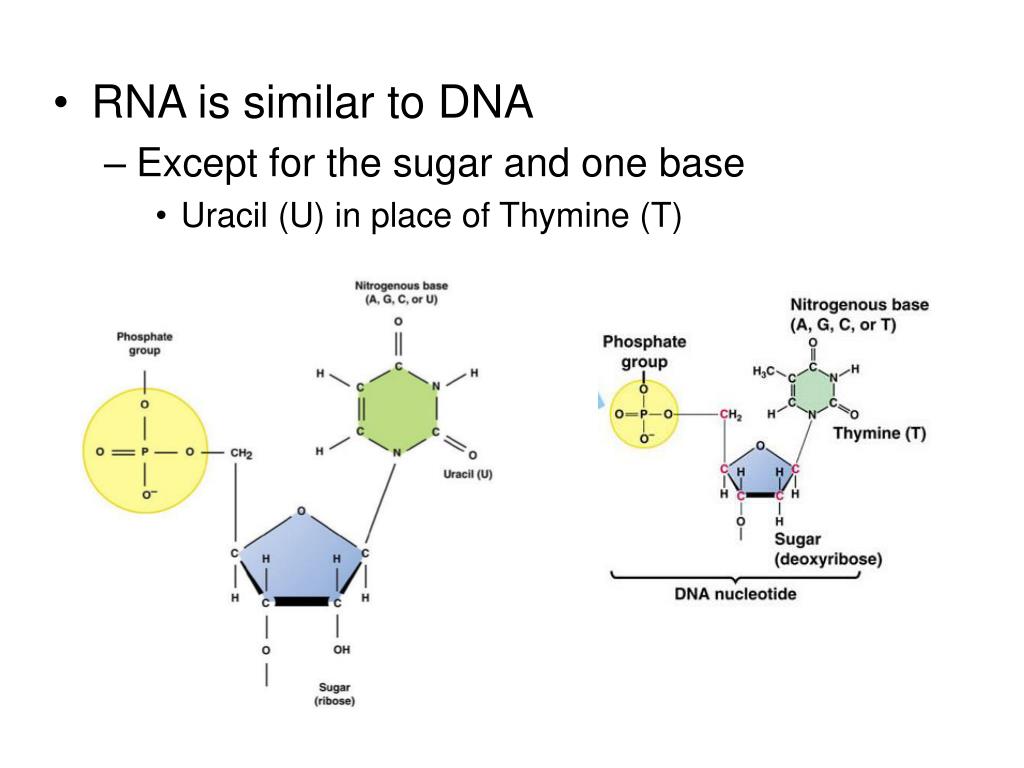 PPT Molecular Biology expanding on macromolecules, DNA, RNA