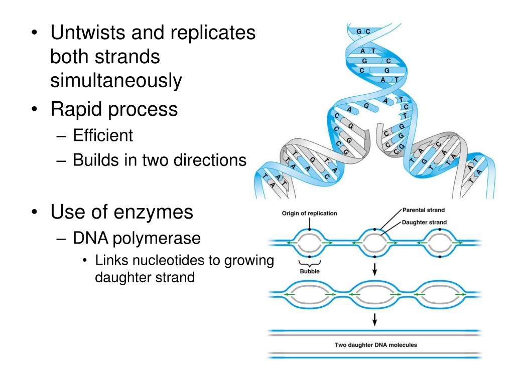 PPT Molecular Biology expanding on macromolecules, DNA, RNA