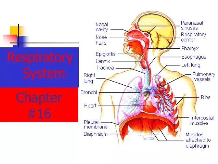 chapter 16 the respiratory system