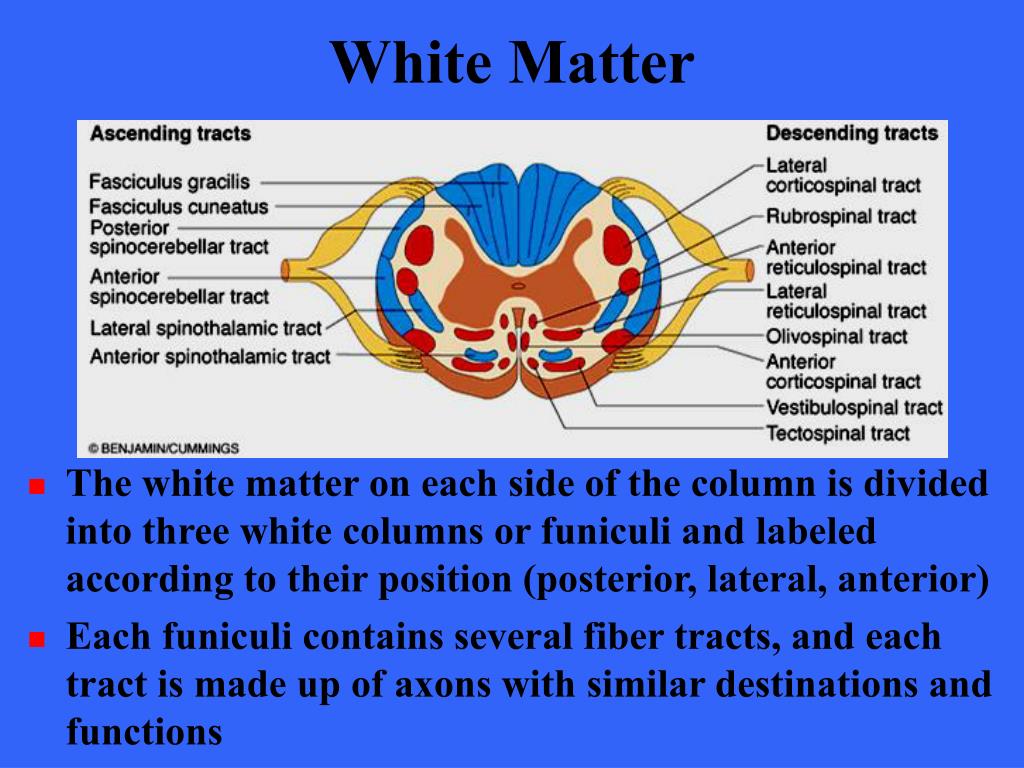 PPT Spinal Cord PowerPoint Presentation, free download ID548263