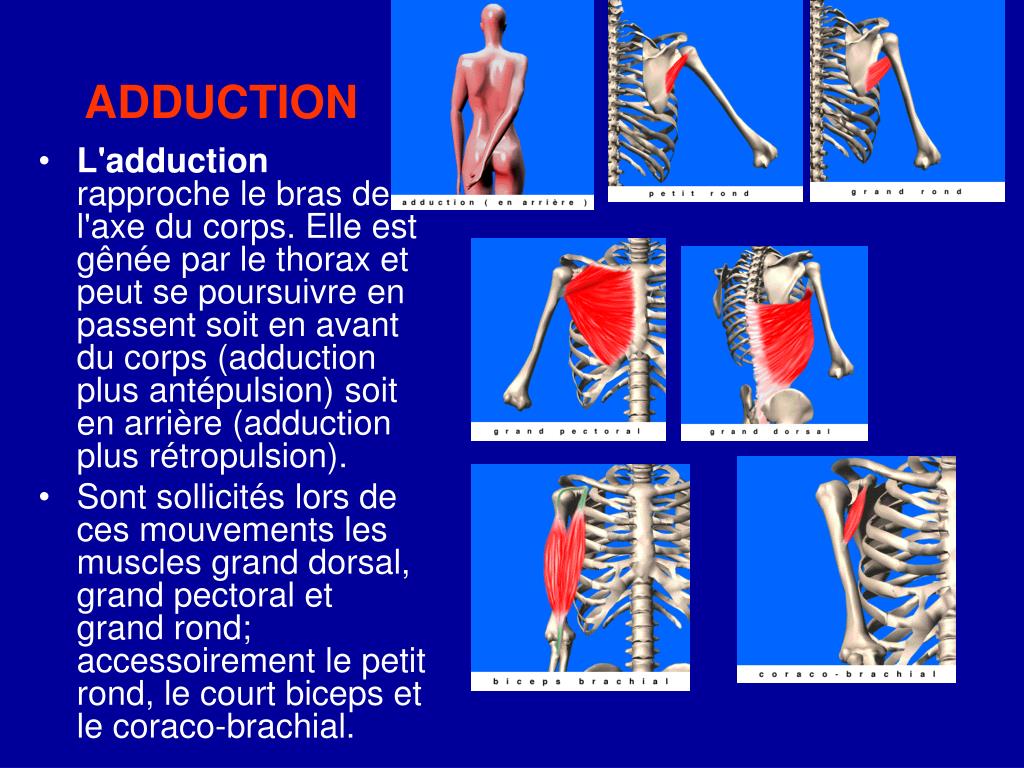 PPT Les mouvements de l’épaule PowerPoint Presentation, free download