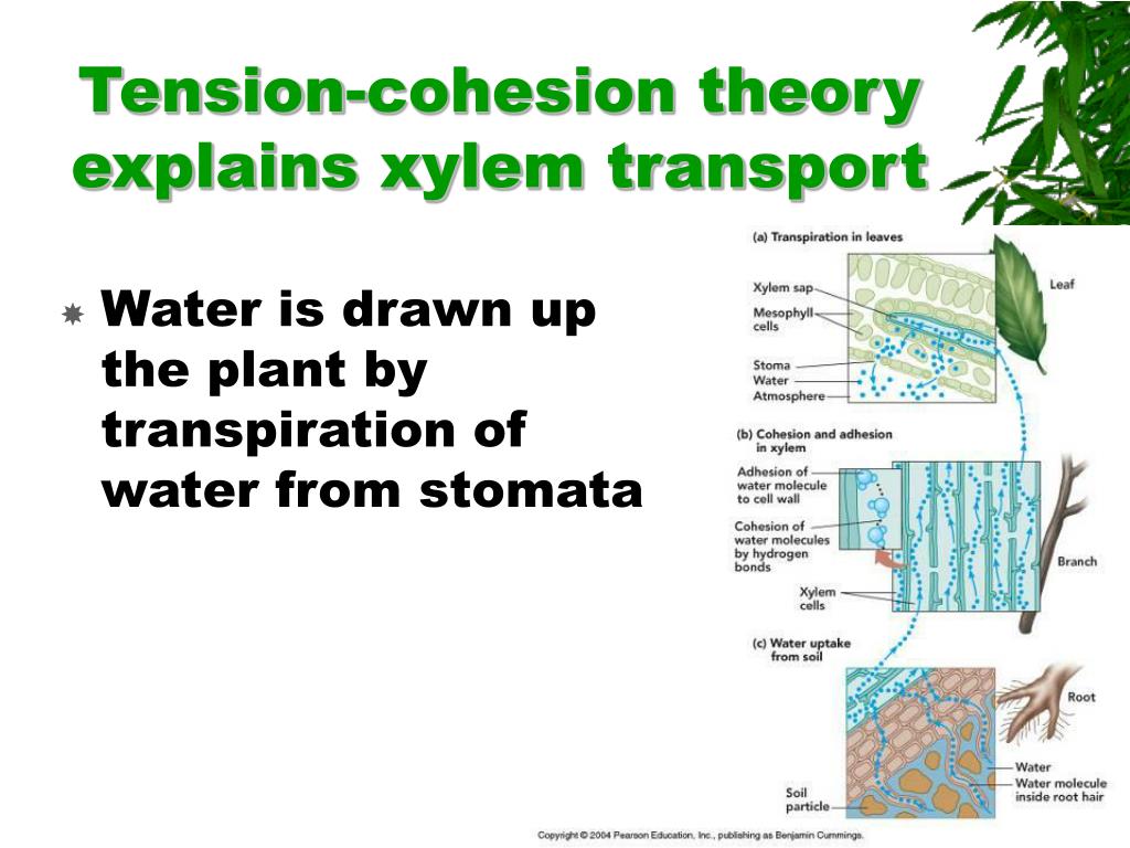 PPT Chapter 10 Transport in Plants PowerPoint Presentation, free