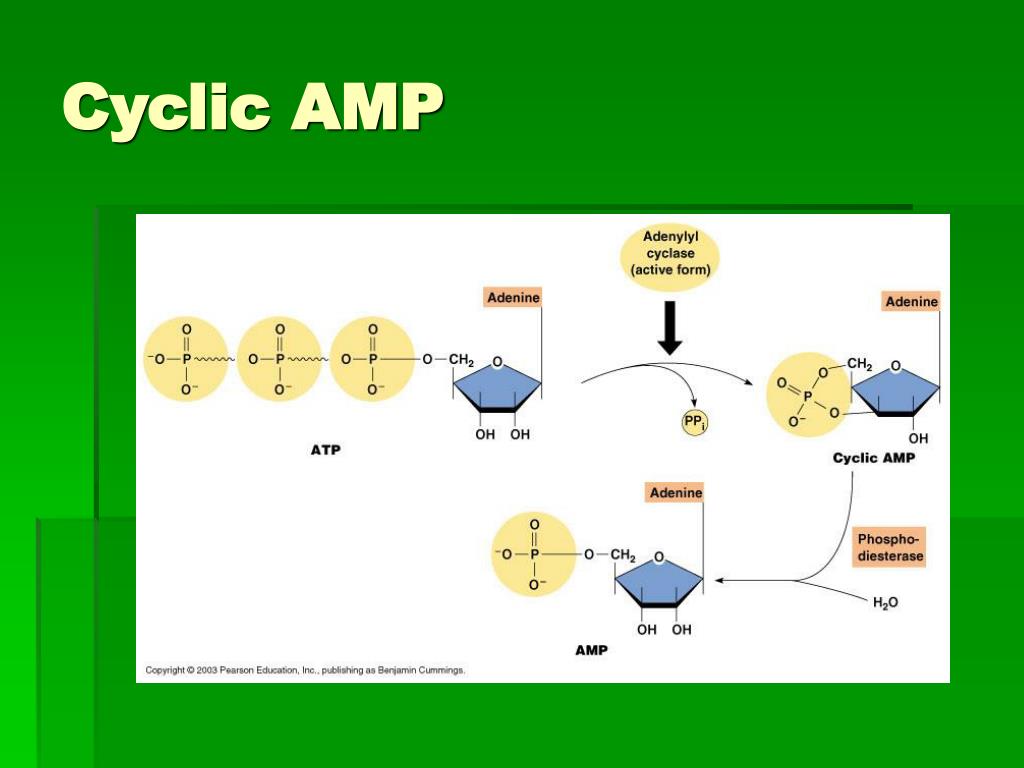 PPT Signal Transduction Mechanisms PowerPoint Presentation, free
