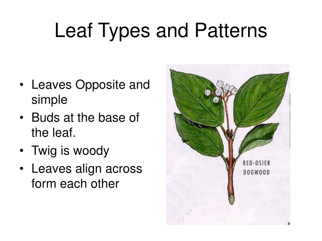 PPT The Function of Leaves PowerPoint Presentation, free download