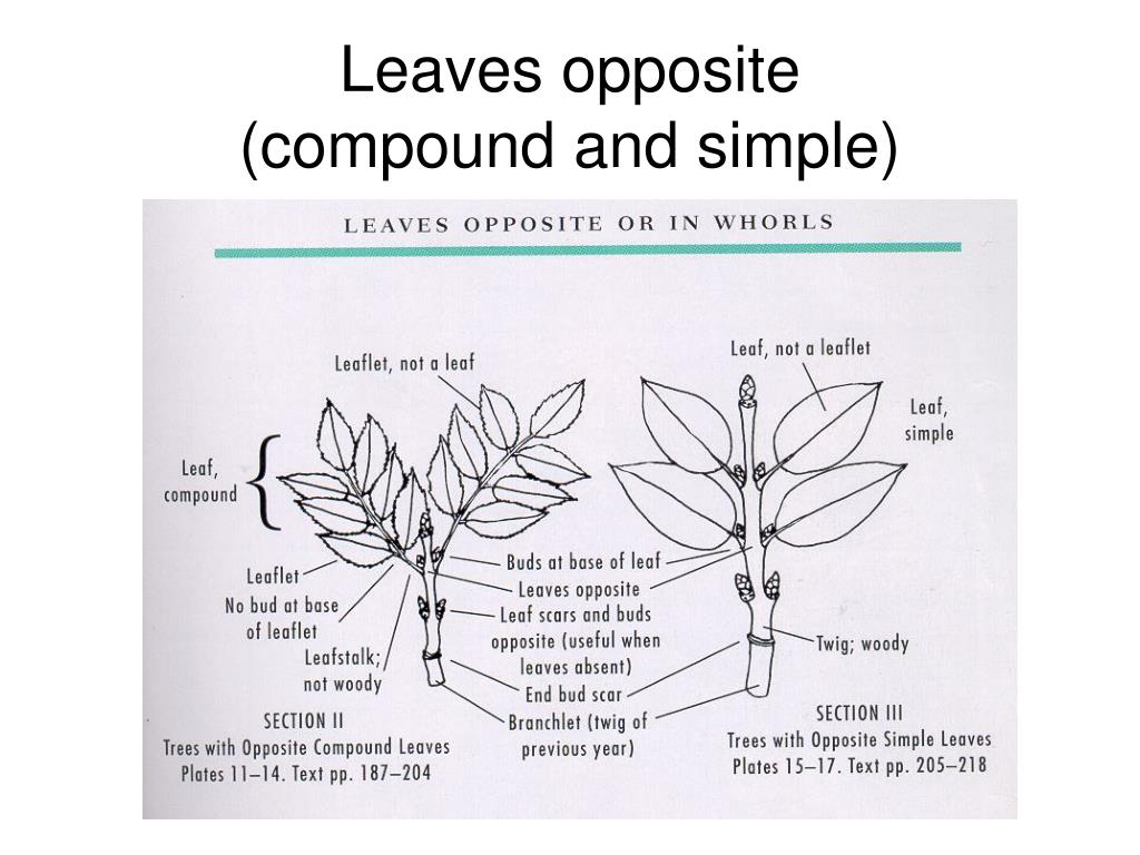 PPT The Function of Leaves PowerPoint Presentation, free download